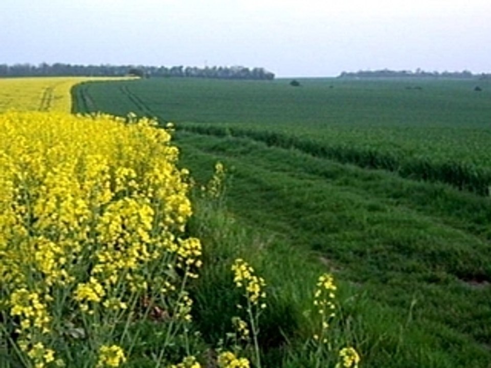 IMGP0510