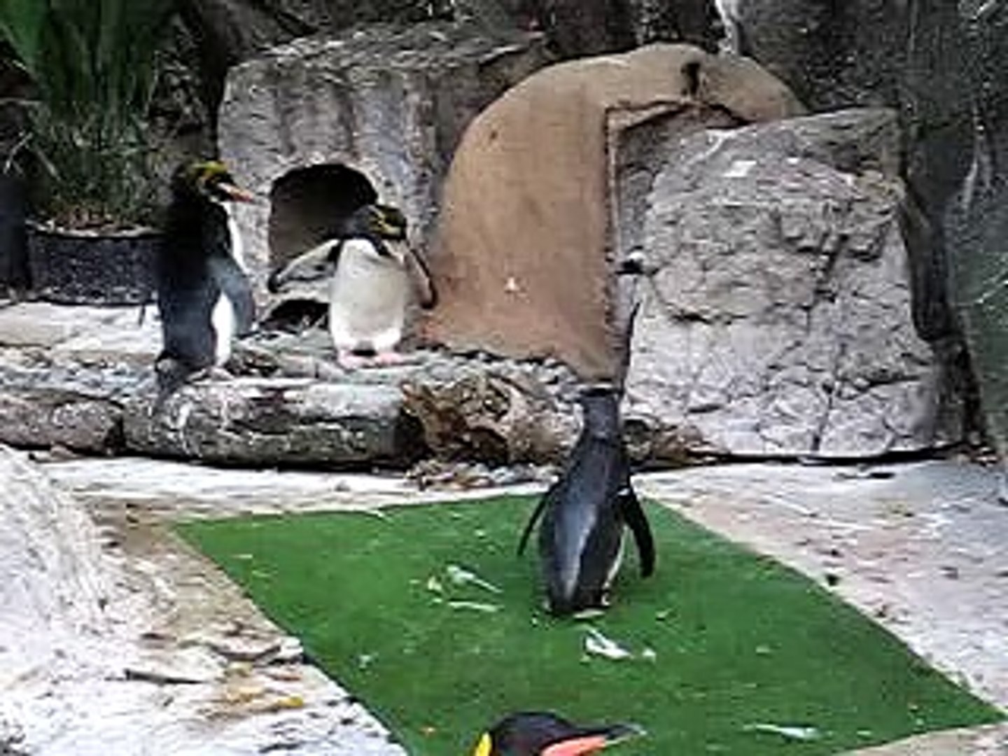 ⁣上野動物園 - 小企鵝II