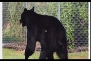 Man Saves A 375 Pound Black Bear From Drowning
