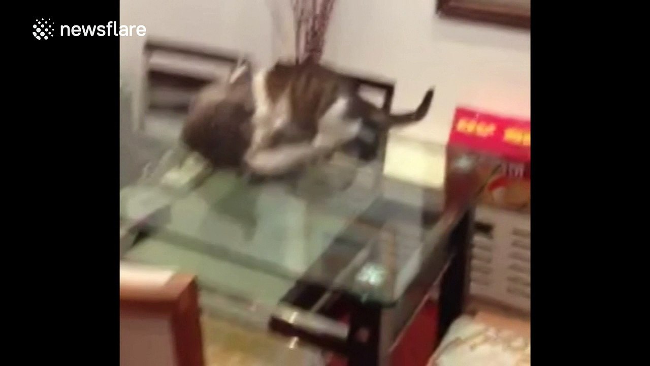 Cat 'choke slams' another cat during fight