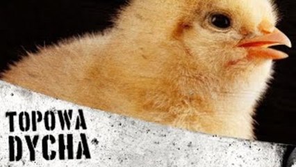 10 faktów, które zrobią z ciebie wegetarianina [TOPOWA DYCHA]