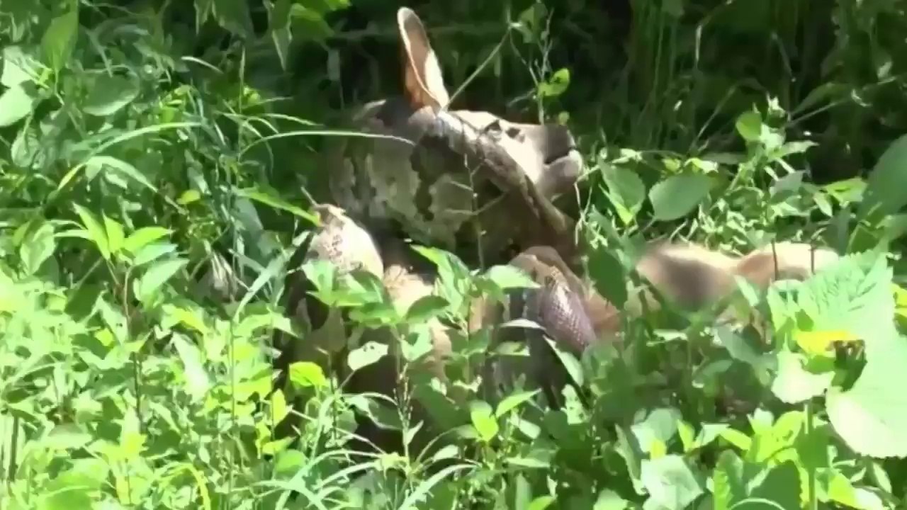 اقوى مشاهد الافتراس 2016. عملاق افعى اناكوندا يقتل و يبتلع غزلان