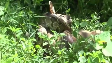 اقوى مشاهد الافتراس 2016. عملاق افعى اناكوندا يقتل و يبتلع غزلان