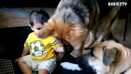 Big Dogs Playing with Babies Compilation 2015 [NEW HD VIDEO]
