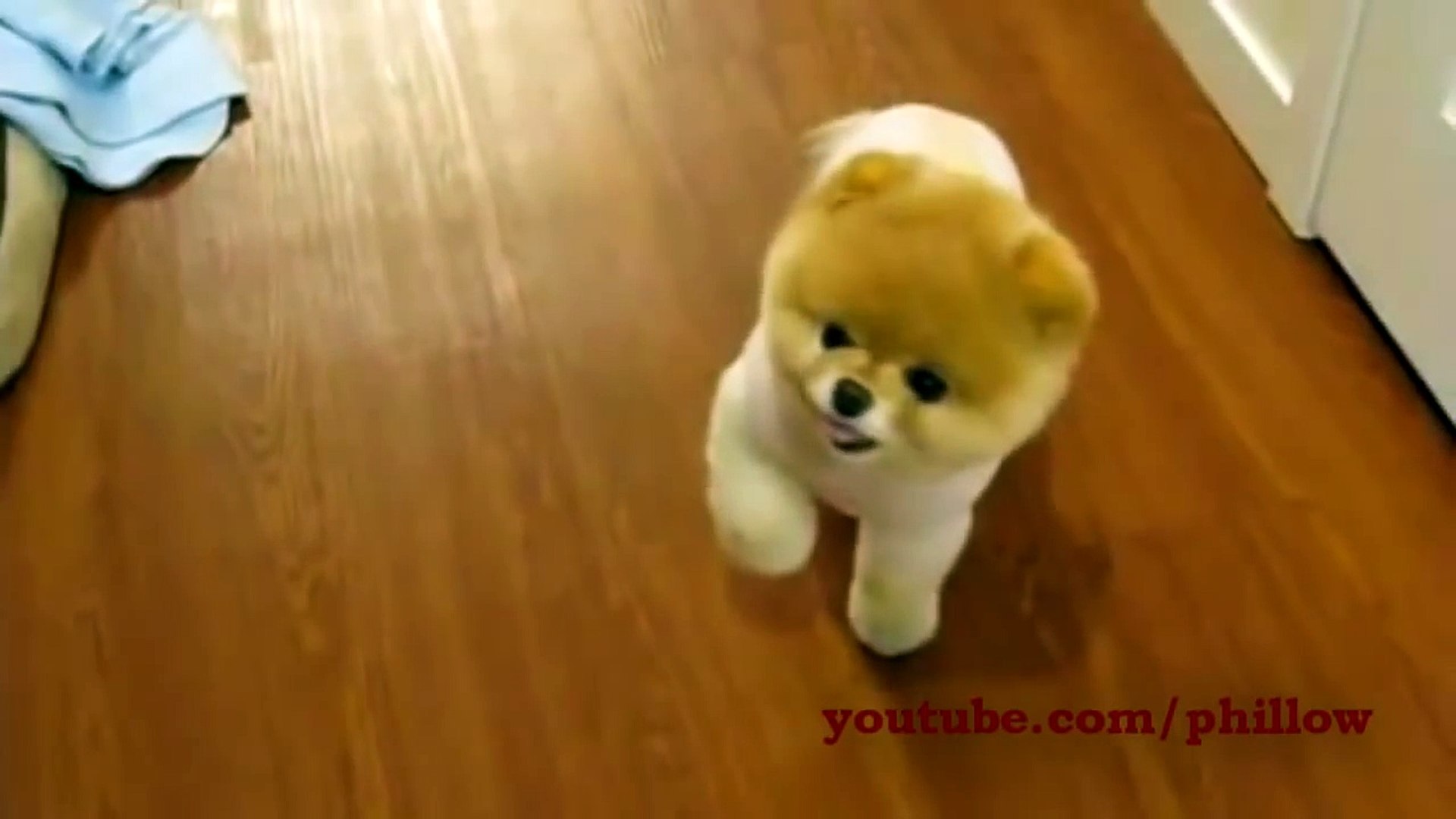 fluffiest puppy in the world