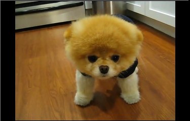 Boo - The Cutest Dog in the World - So Smart!