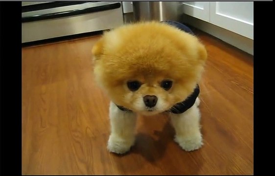 Boo - The Cutest Dog in the World - So Smart!