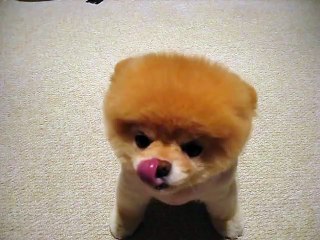 Boo - The world s cutest dog =D