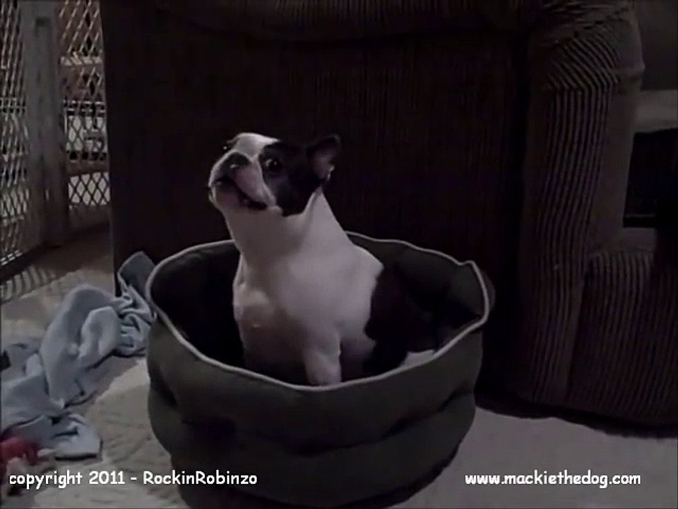 Boston Terrier dog Throws Crazy Fit - Hates New Bed! FUNNY CUTE! (ORIGINAL)