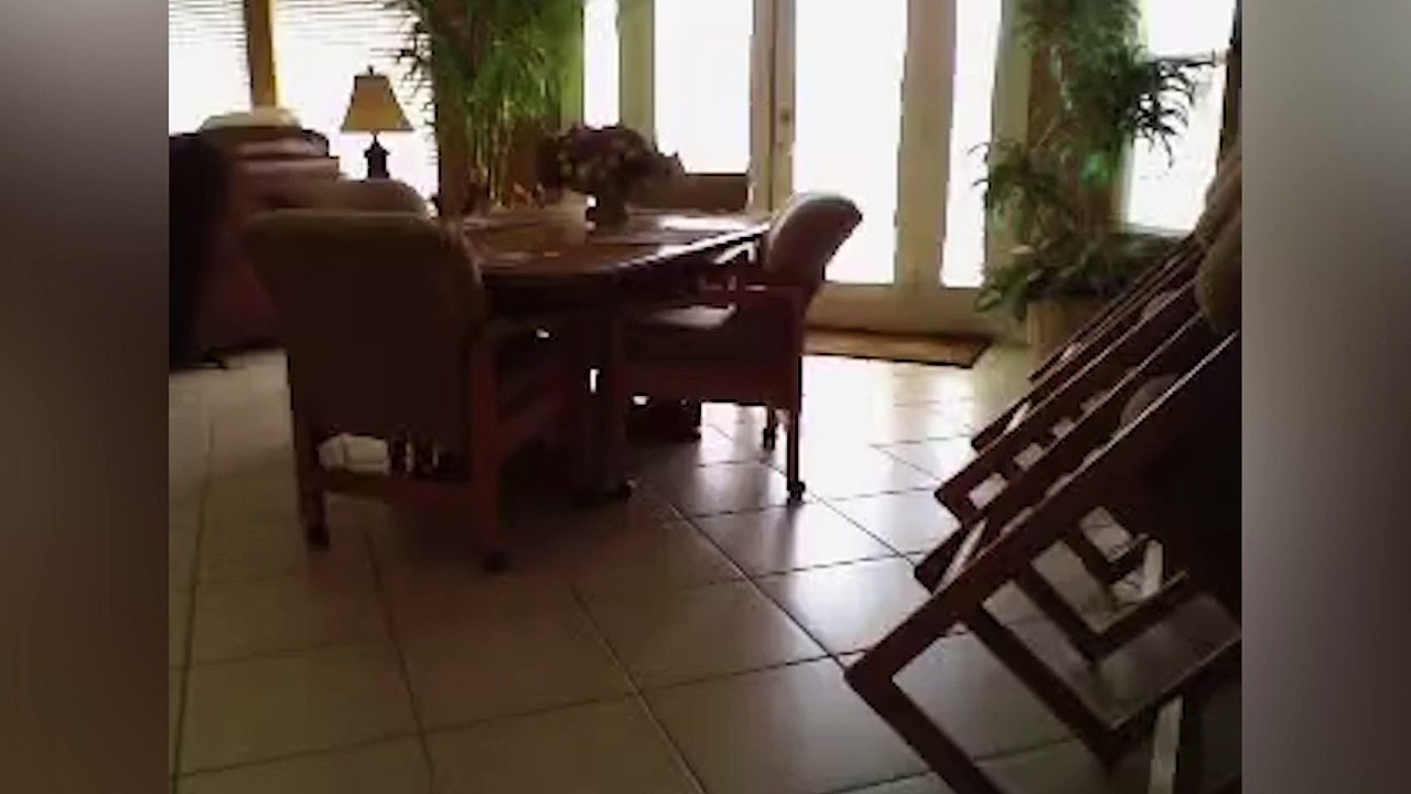 Clever Dog Jumps Over Counter To Get To The Kitchen