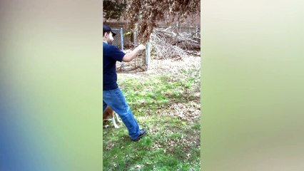 Dog Refuses To Let Go Of Tree