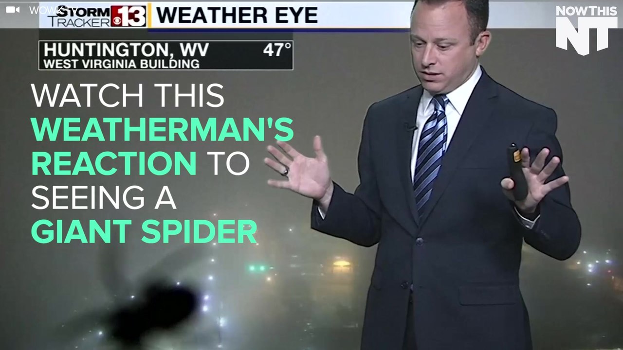 Weatherman Freaks Out Over Spider