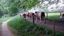 Biljoen Cows