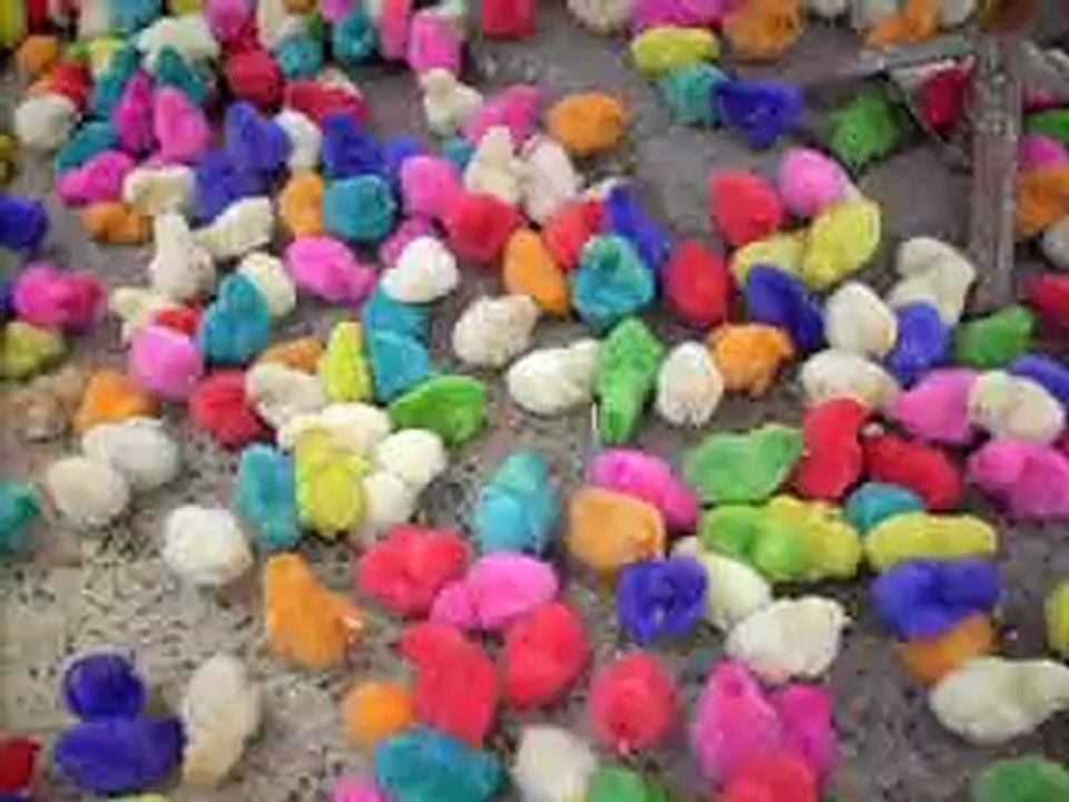 Poussins en couleurs