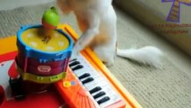 Funny animals playing instruments   Cute and funny animal compilation