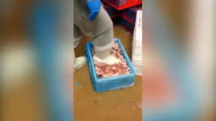 Asombro Por Cómo Descongelan Las Alitas De Pollo En Local De Comida Rápida