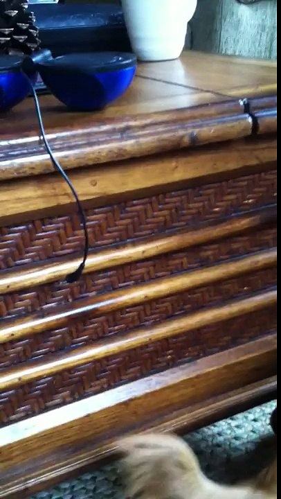 Animal Planet Documentary (A Wild Coppe)