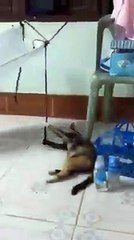 Nay mẹ vắng nhà :))Video : Praew Praew | Share : YouLike (คลิปเด็ด)