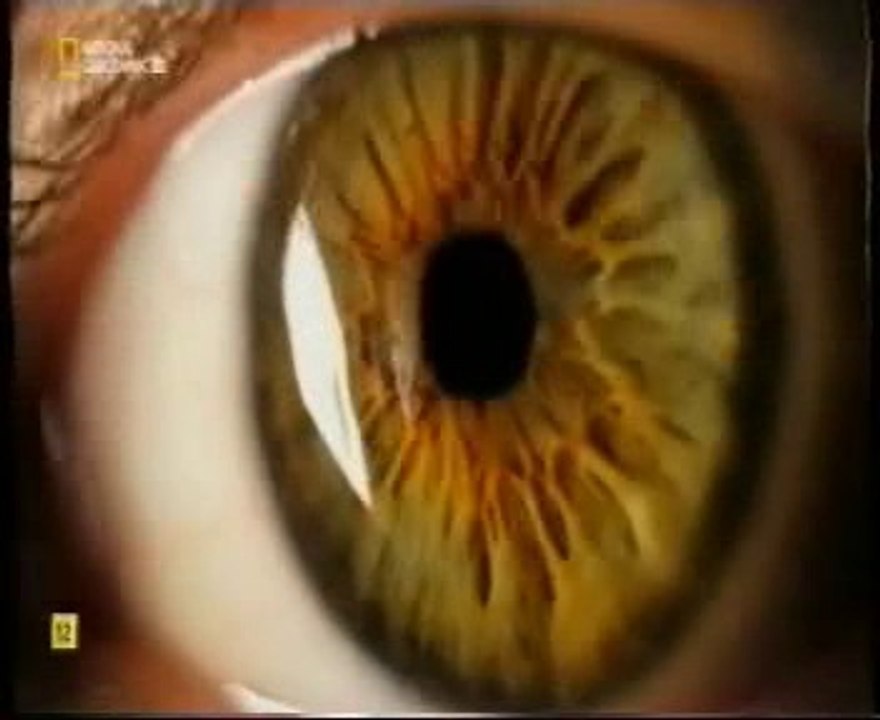 Vision estereoscopica: Conseguir alimento (Mantis religiosa)