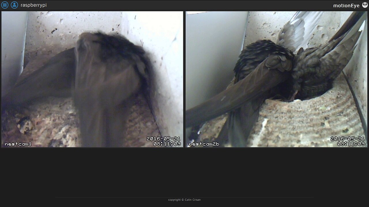 Mauersegler Nestcam 2016.06 - 21. Mai - Hier wird ein zweites Ei gelegt