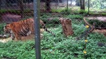 Zoológico de São Paulo - Parte 29