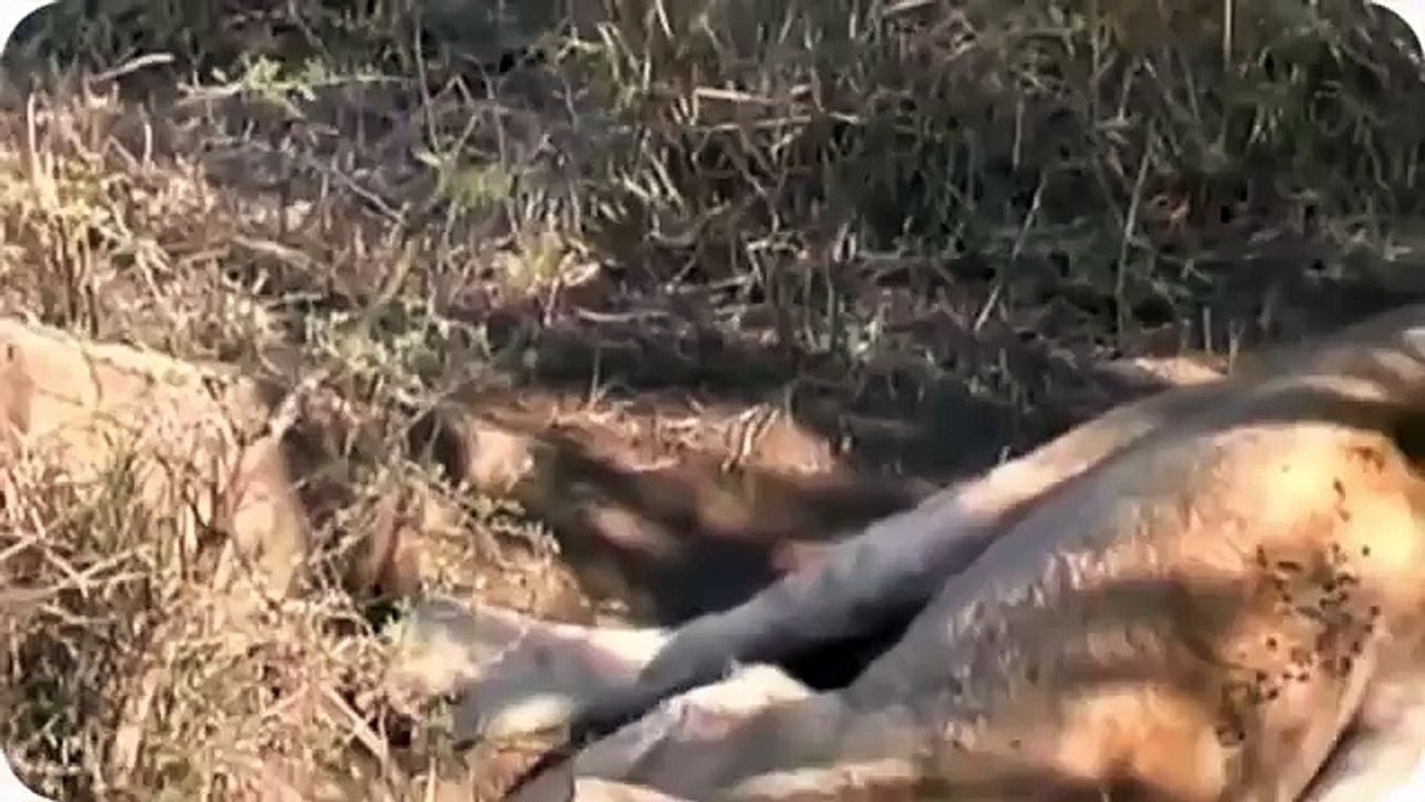 Most Amazing Wild Animal Attacks #1 - CRAZIEST Animal Fights - lion, tiger, deer, Crocodile