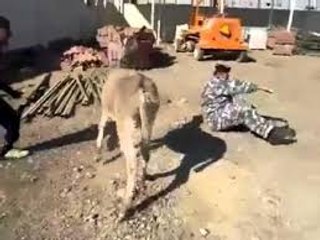 pathan Fight Vs donkey -