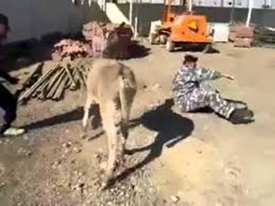 pathan Fight Vs donkey -