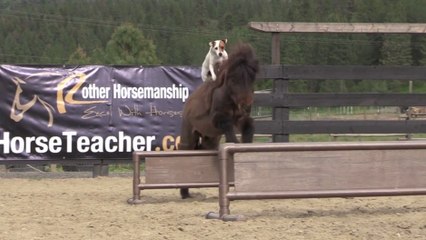 Un chien cavalier fait du saut de haie !