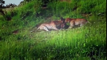 Fight Vs cheetah, antelope, wild boar Vs Anaconda