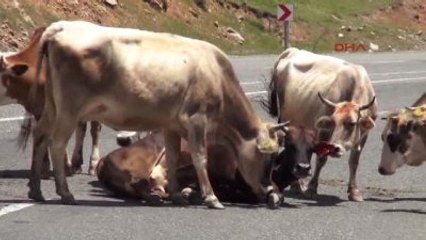 Bingöl Sürüdeki Hayvanlar Kamyonun Yaraladığı İneğin Başından Ayrılmadılar