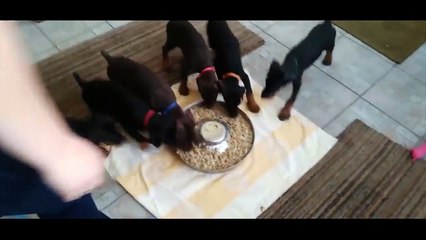 Ces chiots ont une façon très drôle de manger ! Ils nous donnent le tournis !