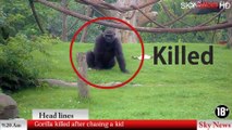 A Gorilla killed after bieng violent. Live Graphic Footage 18+