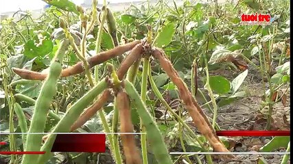 NINH THUẬN- Nông dân chuyển đổi cây trồng vẫn có thu nhập trong mùa hạn