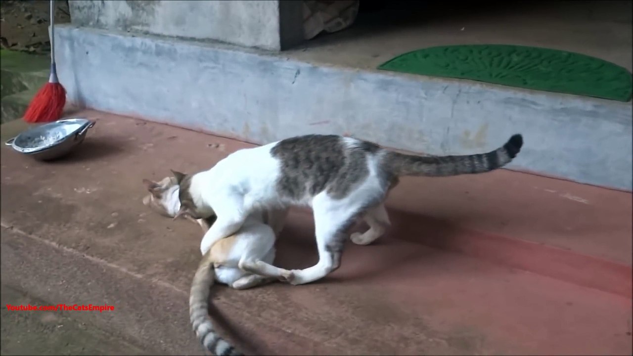 Cats Mating