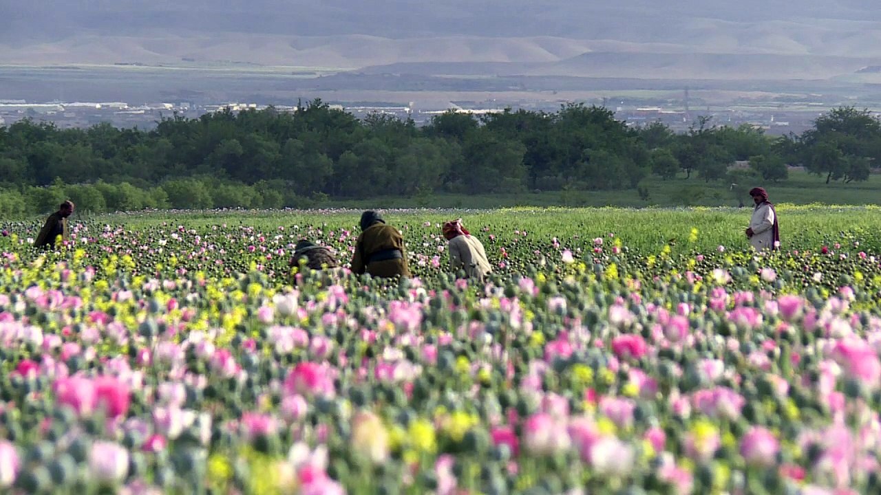 Opium-ernte in afghanistan ist in vollem schwung