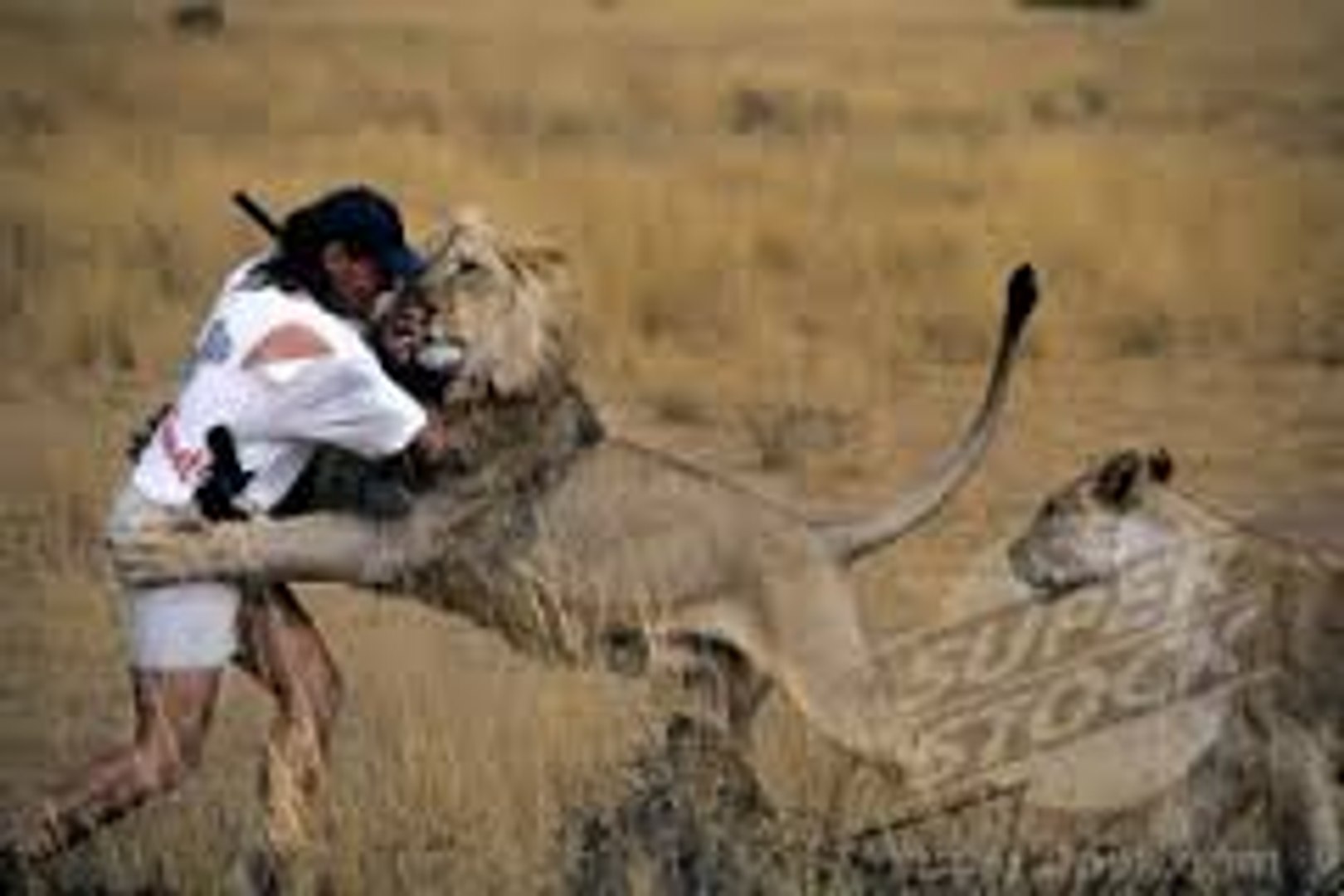 Lion Attacks Safari Hunter - video Dailymotion