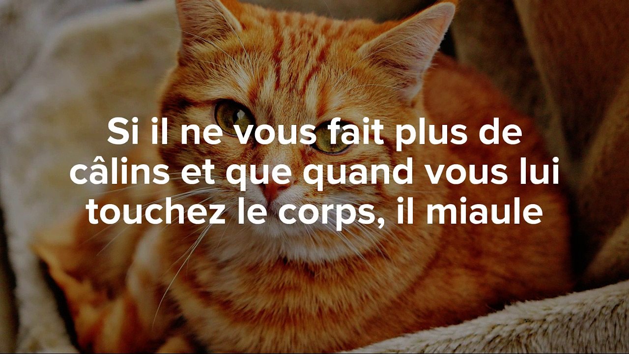 Comment savoir si un chat est malade