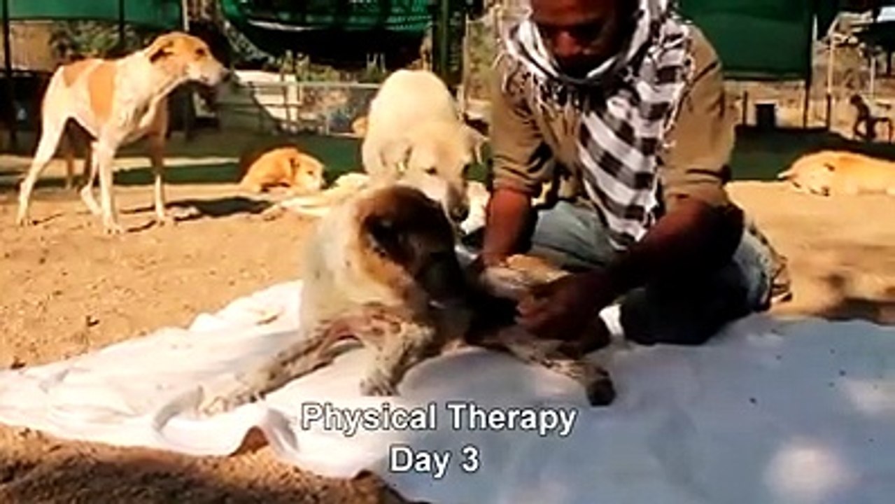 Disabled dog has to stand on its own feet
