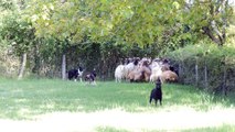 Ziggy, deuxième fois aux moutons