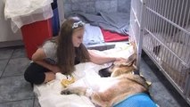 Hero Dog Saves Little Girl From Snake