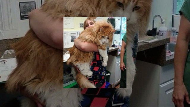 Le maine coon : Des chats incroyables et géants !