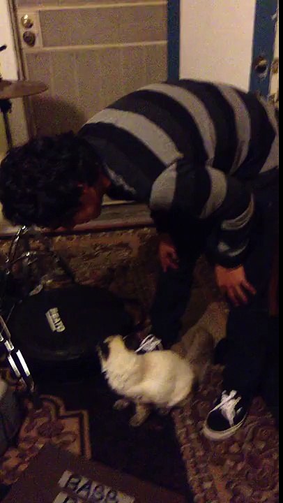 Abusing Cats Series: Pt.1
