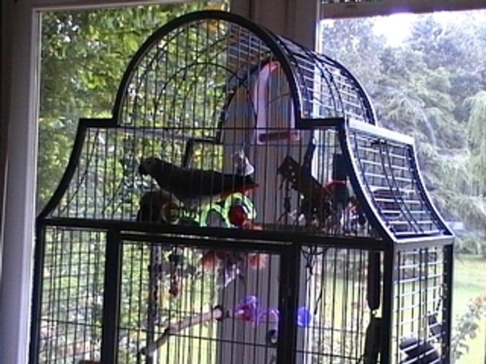 Tsuki le gris du gabon dit "faut aller bosser"