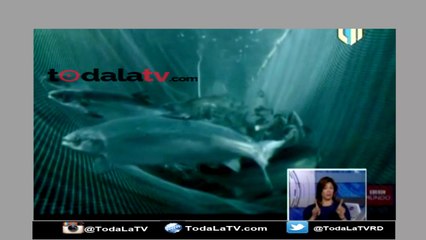 El Salmón hace Daño enterese porque - Telenoticias - Video