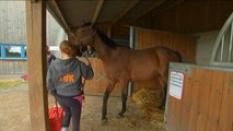 La SPA ouvre son premier refuge pour chevaux maltraités en Normandie - Le 21/05/2016 à 18h00