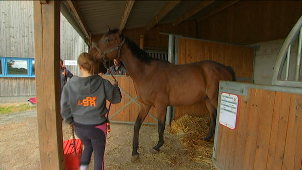 La SPA ouvre son premier refuge pour chevaux maltraités en Normandie - Le 21/05/2016 à 18h00