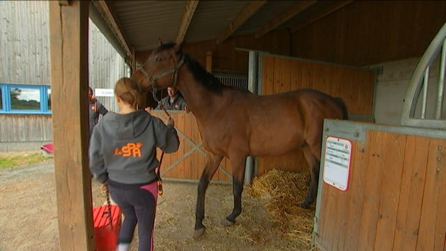 La SPA ouvre son premier refuge pour chevaux maltraités en Normandie - Le 21/05/2016 à 18h00