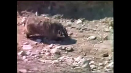 Eagles attack   Eagle kill snake   Action of Eagle   Animal planet    Wild Documentary