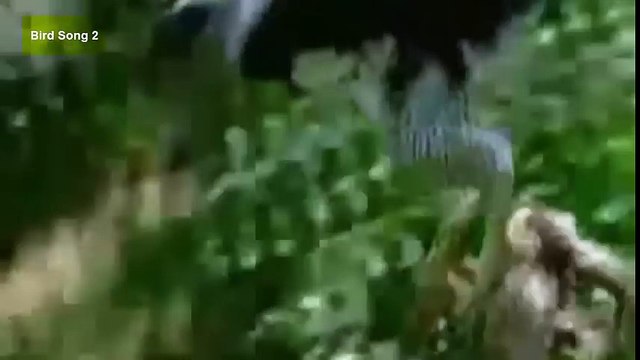 TOP 15 Best eagle attacks in the world Vs(lion,Cat,Dog,Duck,Rabbit,Snake,Wolf,Goat.